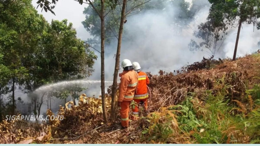 Indonesia Revokes Three Forest Concessions Over East Kalimantan Fires