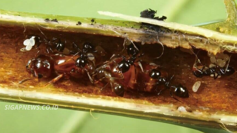 Wasps Take Over Tree-Built “Homes” for Ants