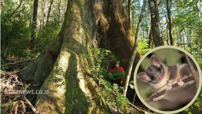 30-year-australian-forest-experiment-produces-a-surprising-result