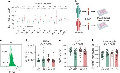 urolithin-a-found-to-rejuvenate-aging-immune-cells-in-just-28-days